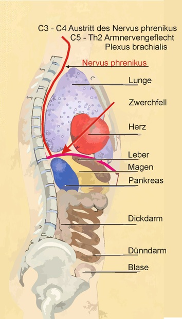 Das Zwerchfell, seine organische ...