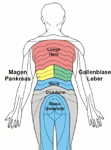 Segmentierung und innere Organe