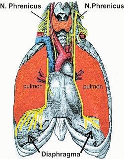 Zwerchfell und N.Phrenikus