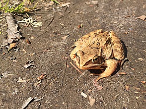 Geschützte Tierart: Ideale ...