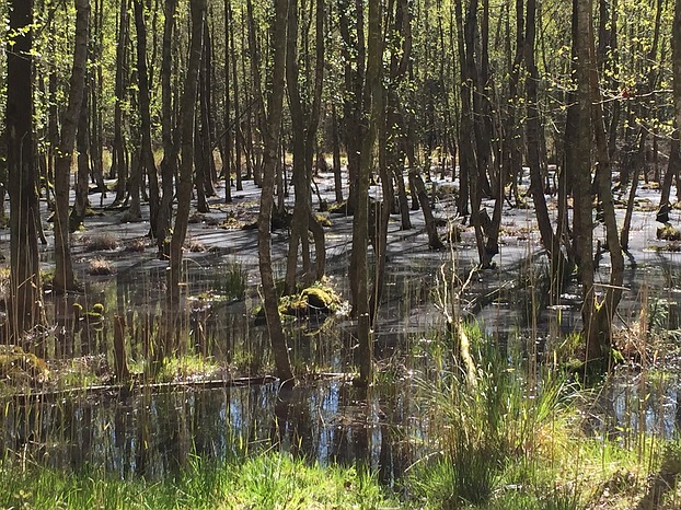 Feuchtbiotope & Sumpflandschaften - ...