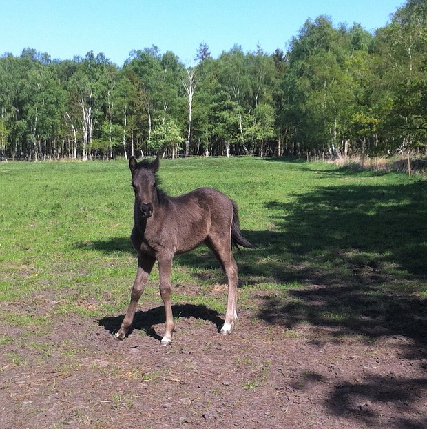 Begegnung am Waldrand