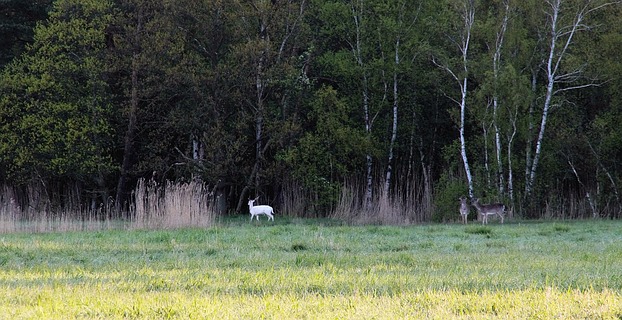 Nur mit großem Kamerazoom erkennbar ...