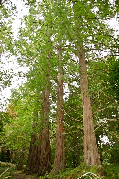 Eine Seltenheit in Mitteleuropa: ...