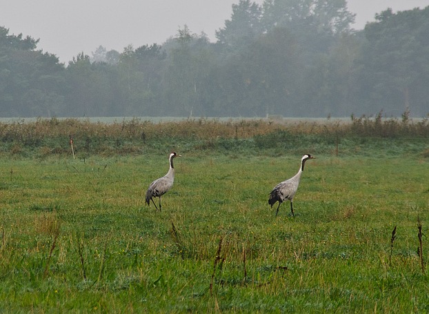 Ein Kranichpärchen auf den ...