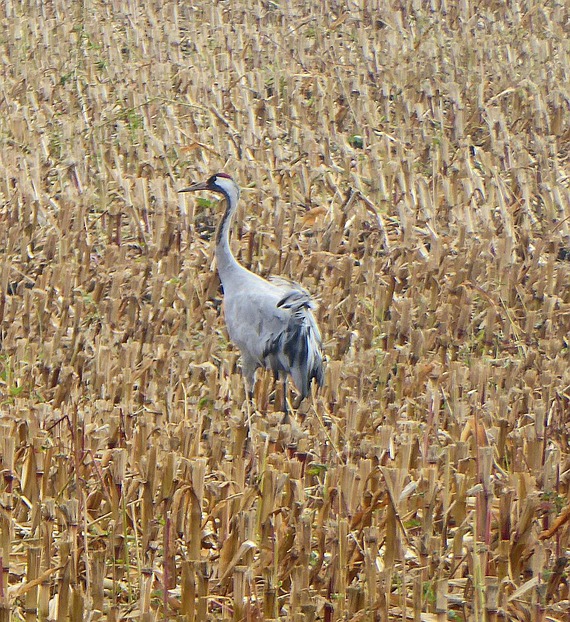 Futtersuche auf einem abgeernteten ...